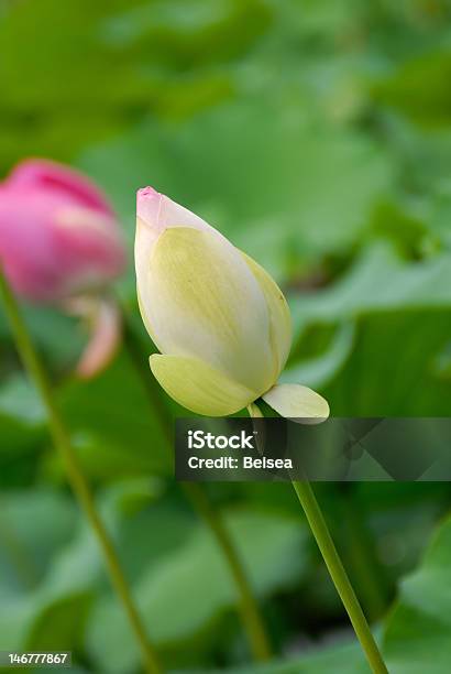 Lótus Amarelo - Fotografias de stock e mais imagens de Beleza natural - Beleza natural, Botão - Estágio de flora, Caule de planta