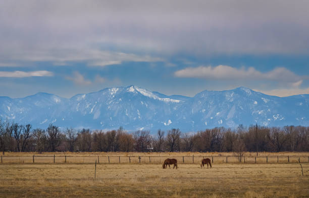View of Colorado plane with two grazing horses; mountain range in background