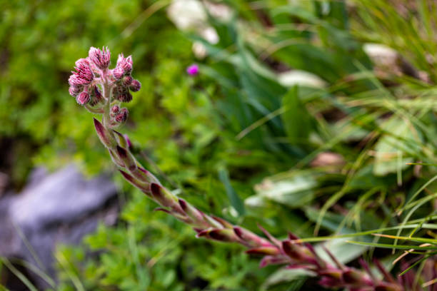flowers captured in Bohinj valley Slovenia