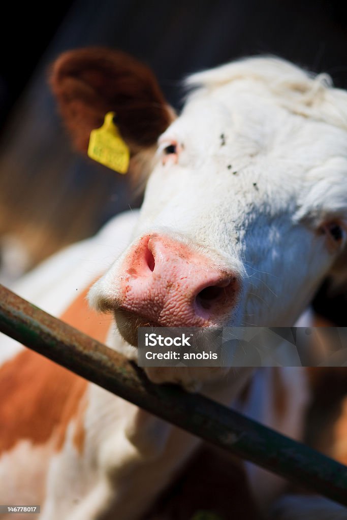 Animaux: Vache sur les terres - Photo de Agriculture libre de droits