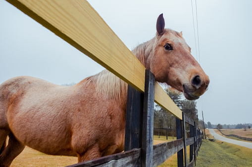 Beautiful bay bareback horse stands behind a wooden fence against on cloudy sky background. Agriculture and farm animals. Horse and livestock care concept.