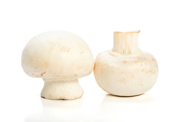 Fresh mushrooms on white background stock photo