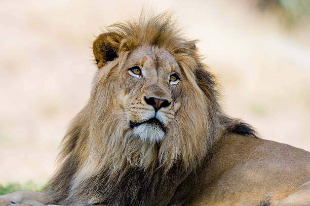 istock Young Male Lion 146778134
