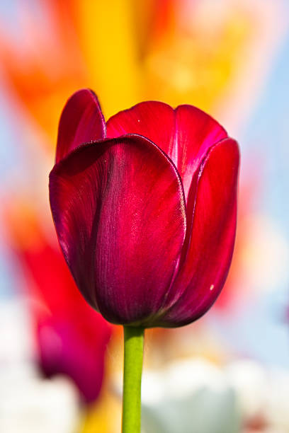 Red tulip close up stock photo
