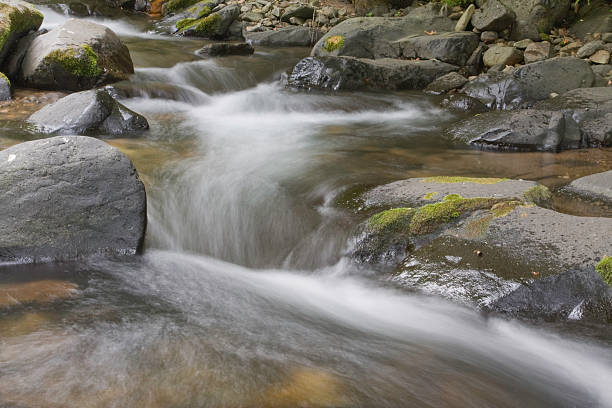 fluxo na floresta - hokkaido japan stream forest imagens e fotografias de stock