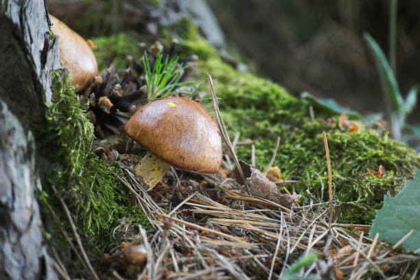 Fruitbodies of Suillus variegatus mushroom Suillus variegatus is a species of edible mushroom commonly called the velvet bolete or variegated bolete growing in the forest suillus variegatus stock pictures, royalty-free photos & images