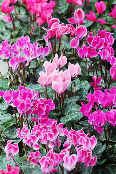 istock Mauve and pink cyclamen flowers 146778254