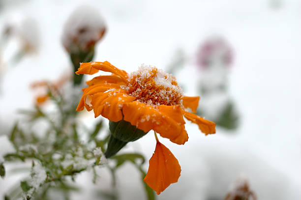 Live flowers in first winter snow. stock photo