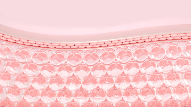istock 3D rendering Microstructure of the layers of the skin 1467782995