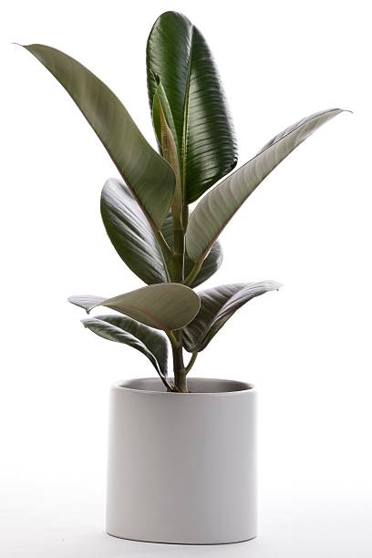 istock House Plant - Ficus 146778380