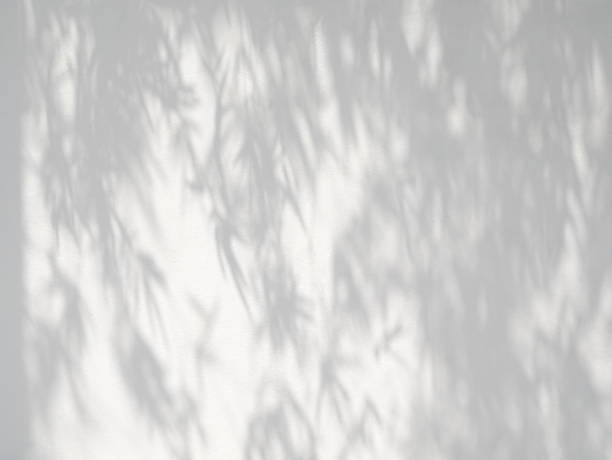 istock Shadow of bamboo leaves on white concrete wall background. 1467783860