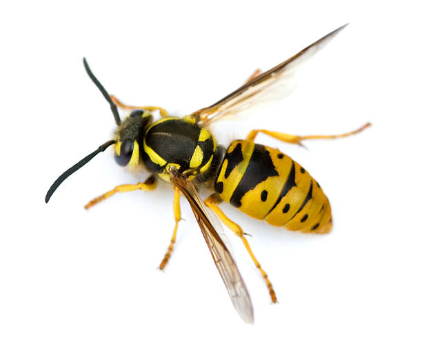 Wasp Isolated Macro shot of Queen Eastern Yellowjacket Wasp (Vespula maculifrons) isolated on white. Jacket stock pictures, royalty-free photos & images