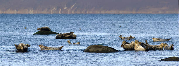 istock Panorama seals haul out. 146778460