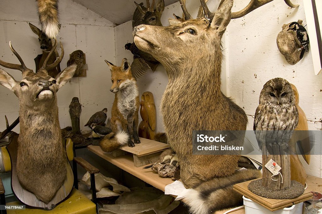 Tierpräparator fiel mir workshop - Lizenzfrei Taxidermie Stock-Foto