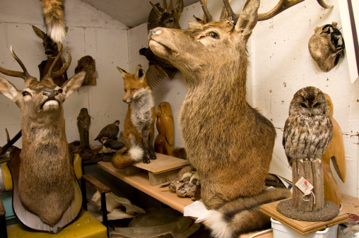 Taxidermists workshop displaying deer, fox and birds