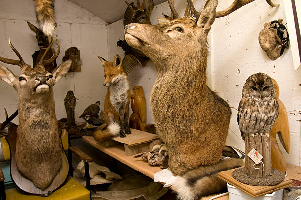 taxidermists warsztatów - stuffed zdjęcia i obrazy z banku zdjęć