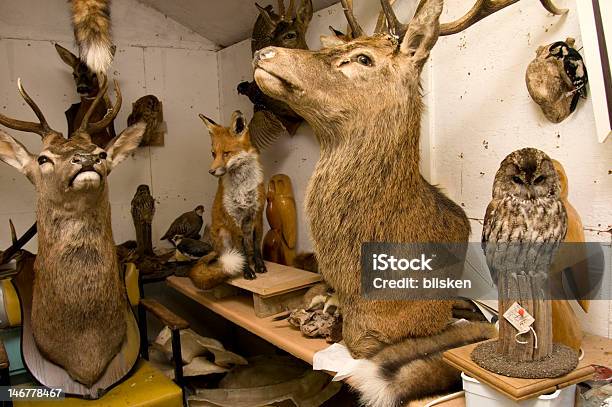 Taxidermists Oficina - Fotografias de stock e mais imagens de Taxidermia - Taxidermia, Pássaro, Oficina