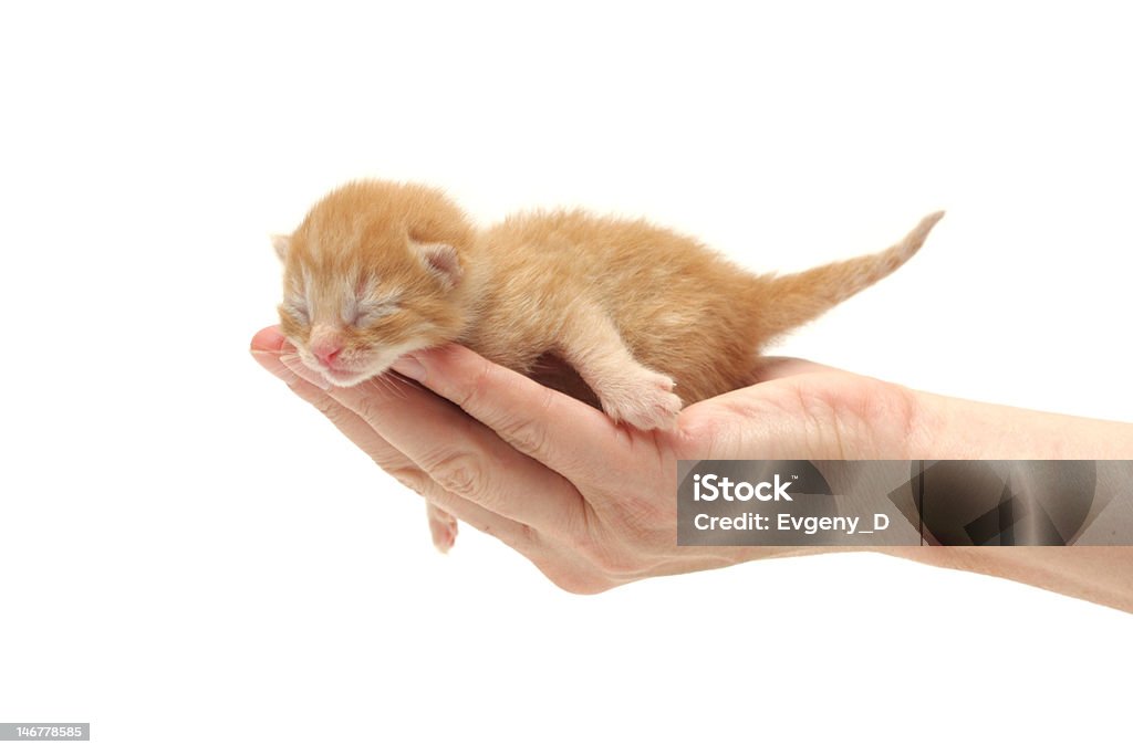 Ingwer Kätzchen in der hand, isoliert auf weißem Hintergrund - Lizenzfrei Amerikanisch Kurzhaar Stock-Foto