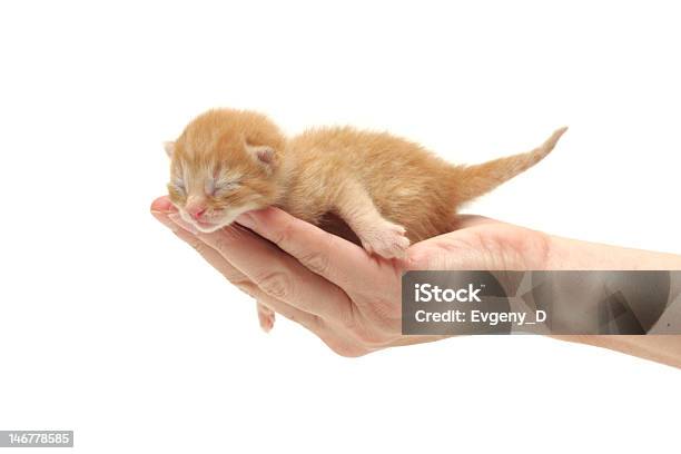 Ingwer Kätzchen In Der Hand Isoliert Auf Weißem Hintergrund Stockfoto und mehr Bilder von Amerikanisch Kurzhaar