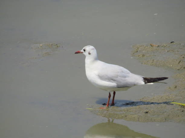 istock the seagull bird on sea beach in autumn 1467785983
