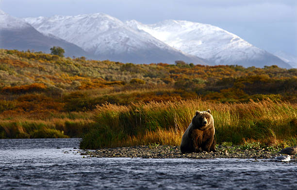 kodiak brown bear kodiak brown bear at the karluk river on kodiak island drop bear stock pictures, royalty-free photos & images