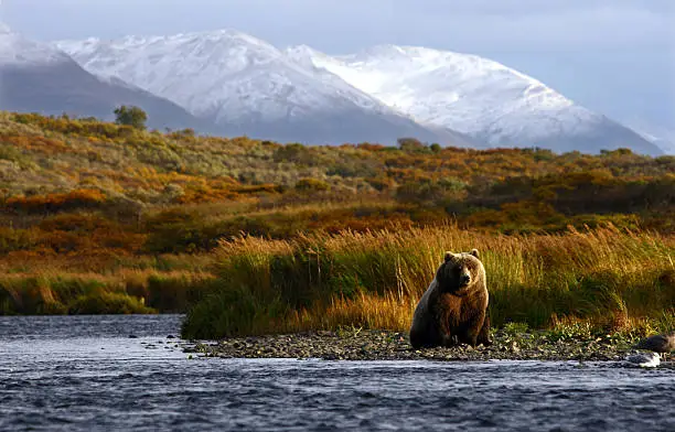 Photo of kodiak brown bear