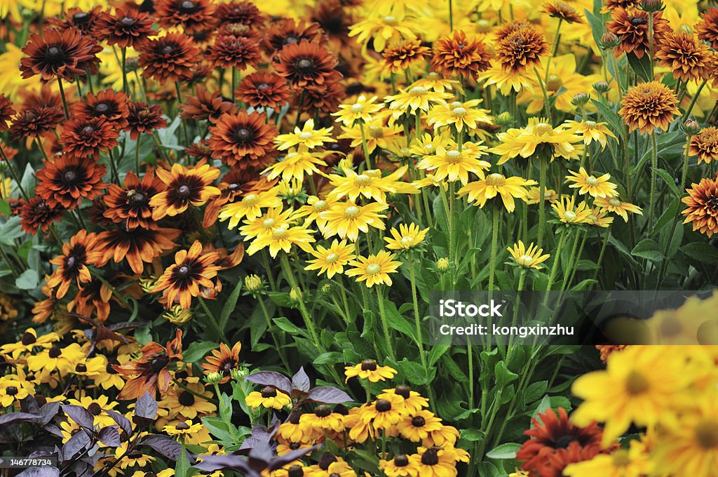 fall color, rudbeckia flowers fall color, rudbeckia flowers in autumn garden Perennial Stock Photo