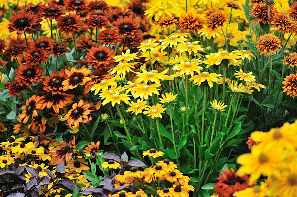fall color, rudbeckia flowers fall color, rudbeckia flowers in autumn garden perennial photos stock pictures, royalty-free photos & images