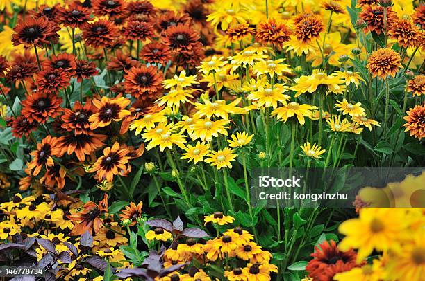Fall Color Rudbeckia Flowers Stock Photo - Download Image Now - Perennial, Autumn, Flowerbed