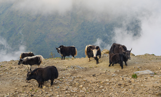 A senior fermer with highland cattles in the meadow in the mountain.