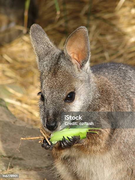 Ualabí De Comer Foto de stock y más banco de imágenes de Ualabí - Ualabí, Alimentar, Animal