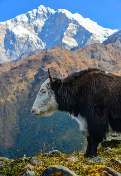 istock Black yak on mountain in Nepal 1467789367