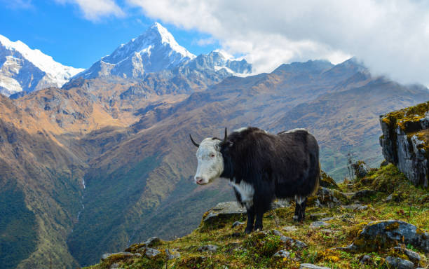 istock Black yak on mountain in Nepal 1467789394