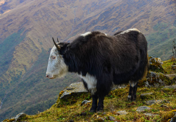 istock Black yak on mountain in Nepal 1467789419