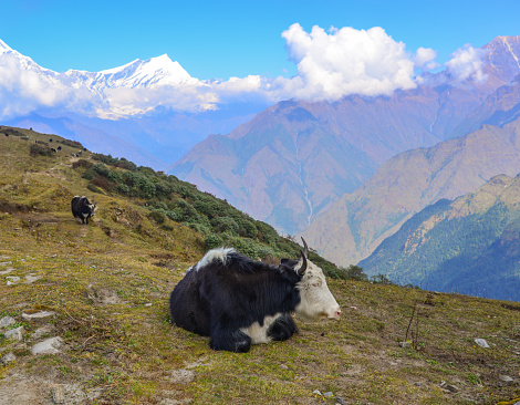 A black yak lying on mountain of Annapurna Range of Nepal.