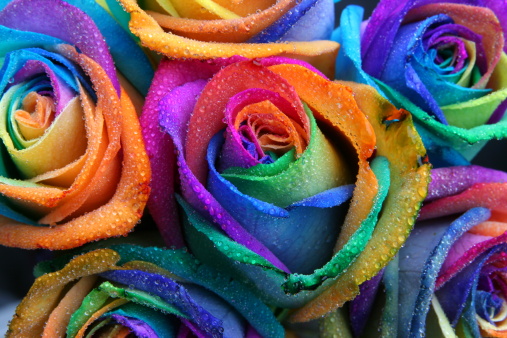 Some specially dyed flowers, not photoshopped, called 'happy roses'