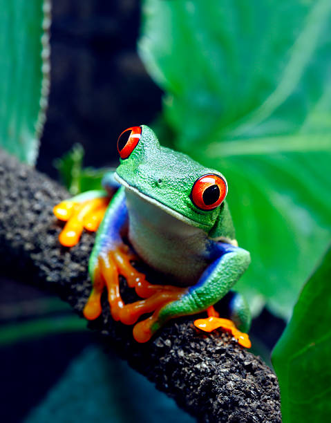 Red-eyed tree frog sitting on a branch stock photo