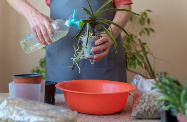 istock Man watering repotted orchid 1467790458