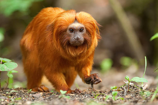Golden lion tamarin on ground with sprouts stock photo