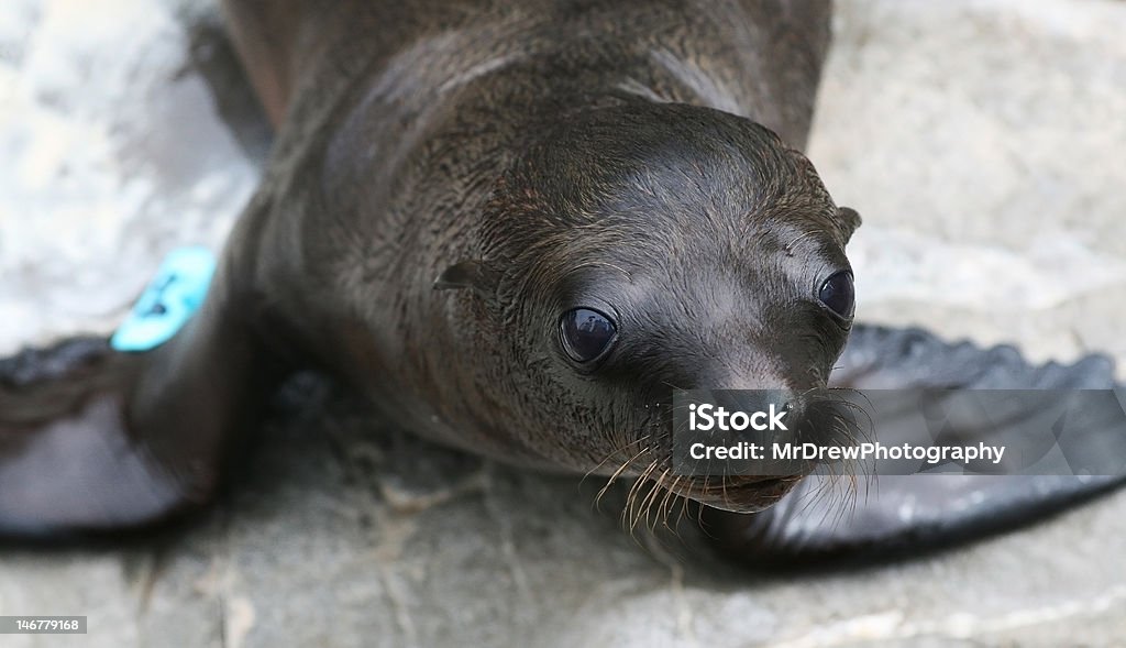 Sealion Hund Nahaufnahme - Lizenzfrei Ringelrobbe Stock-Foto