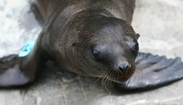 This image shows a close up shot of a curious selion pup.