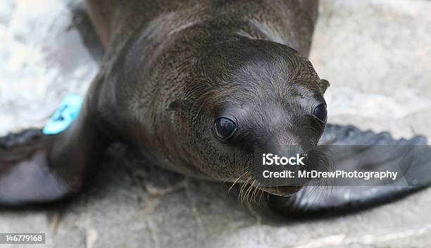 Foto de Sealion Filhote Closeup e mais fotos de stock de Phoca Hispida - Phoca Hispida, Filhote de foca, Monachus Schauinslandi