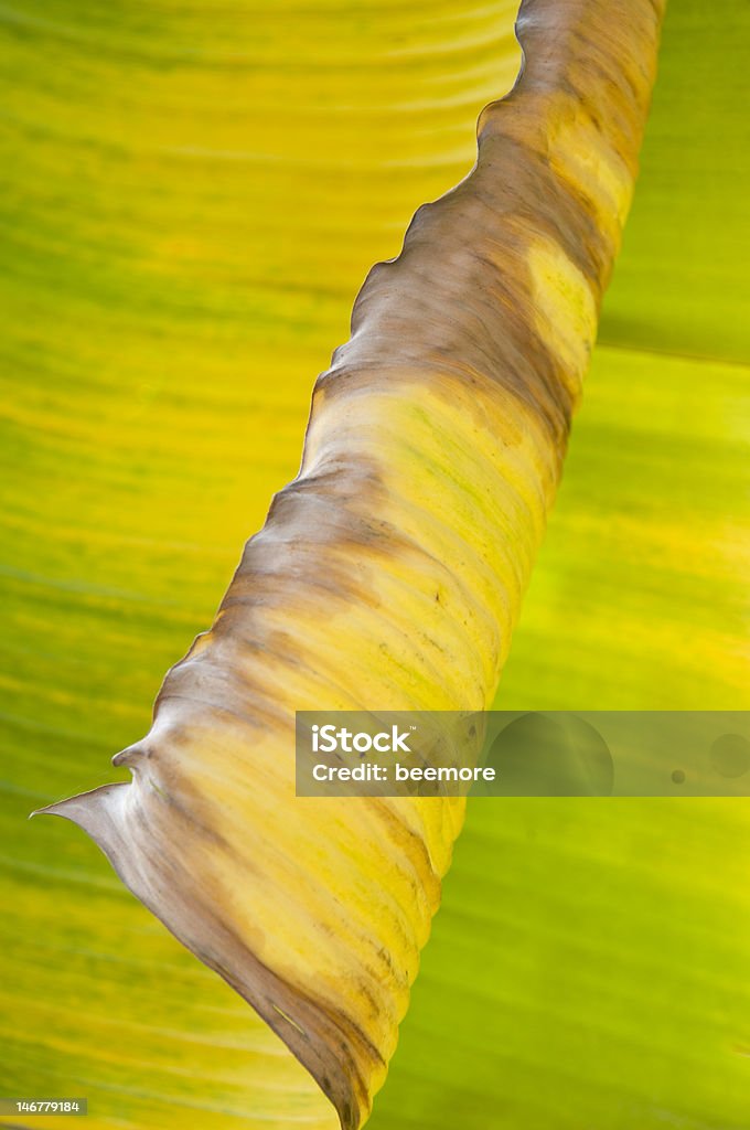 Banana de las hojas en fondo colorido forma y color - Foto de stock de Abstracto libre de derechos