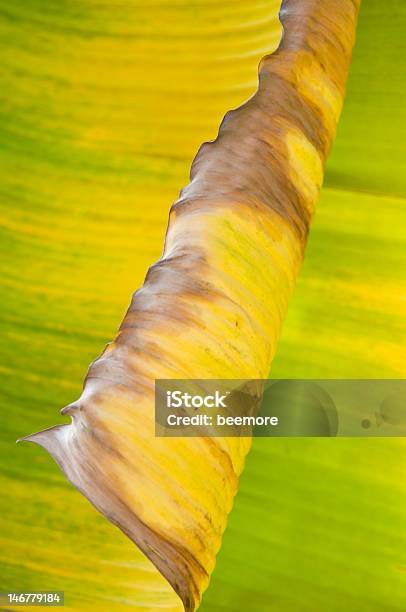 Banana De Las Hojas En Fondo Colorido Forma Y Color Foto de stock y más banco de imágenes de Abstracto
