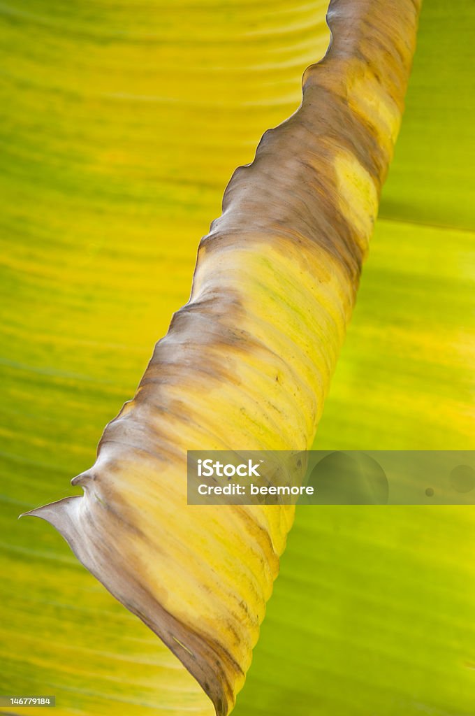 바나나 잎으로 in 추상적임 색상화 도형과 백색과 - 로열티 프리 0명 스톡 사진