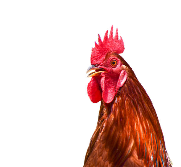 istock colorful cock with a beautiful head a close-up isolated on white background 1467791995