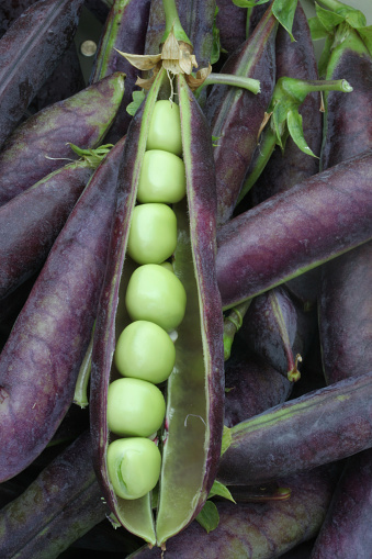 purple pea pods with one open to show green peas within