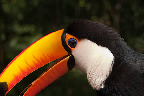Toucan Detail looking at the camera