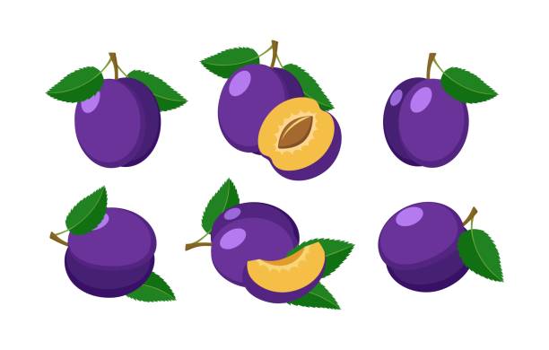 Cartoon plums on white Cartoon plums on white. Ripe purple plum fruits color vector illustration drawing, fresh juicy blue harvest with leaves isolated plum stock illustrations