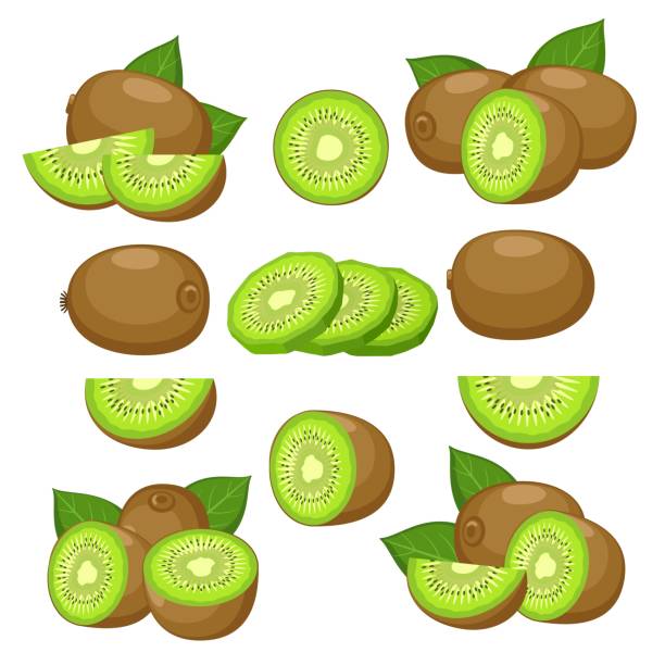 ilustrações, clipart, desenhos animados e ícones de kiwi fresco fatias - kiwi